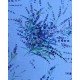Nappe ronde "Lavande" Prenium - 100 % coton